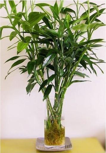 水养富贵竹加白醋行吗？水养富贵竹加白醋富贵竹养几棵好？-第4张图片-优品飞百科