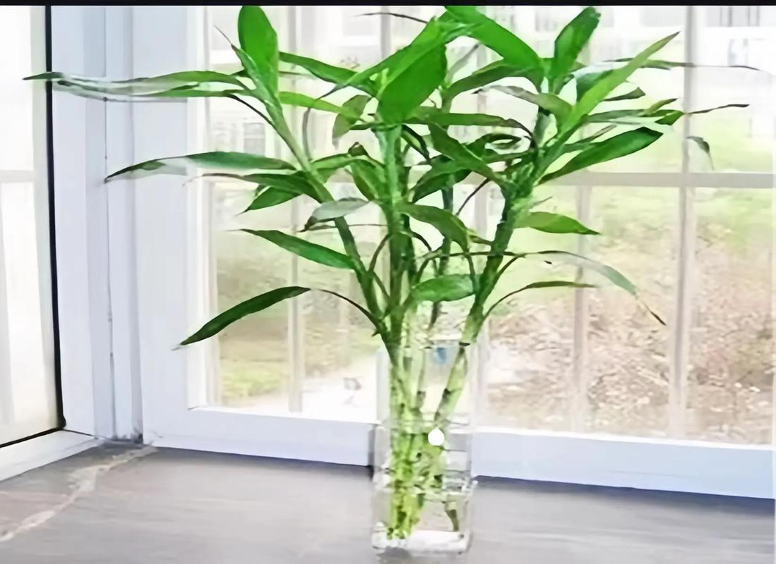 水养富贵竹加白醋行吗？水养富贵竹加白醋富贵竹养几棵好？-第5张图片-优品飞百科