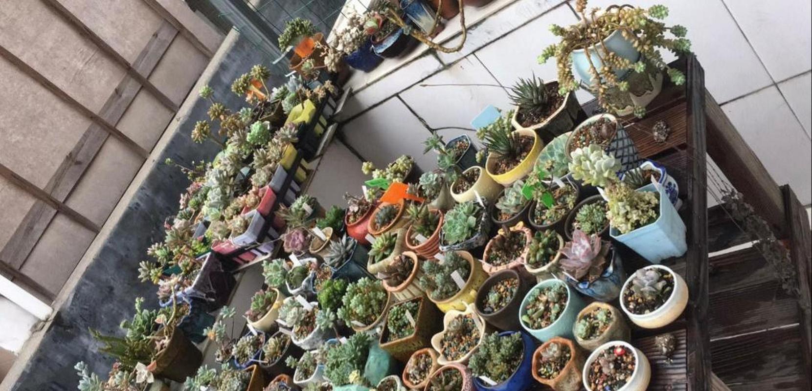 夏天过完只剩空盆了的简单介绍-第2张图片-优品飞百科