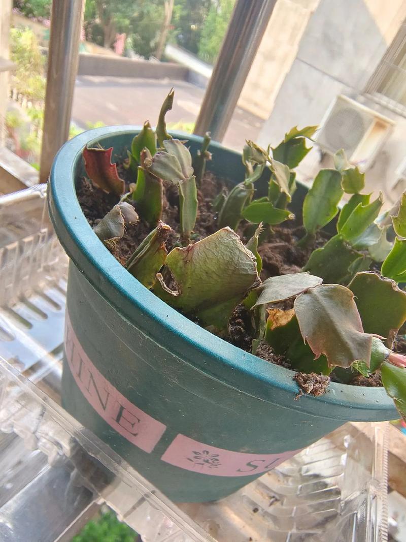 夏天过完只剩空盆了的简单介绍-第3张图片-优品飞百科