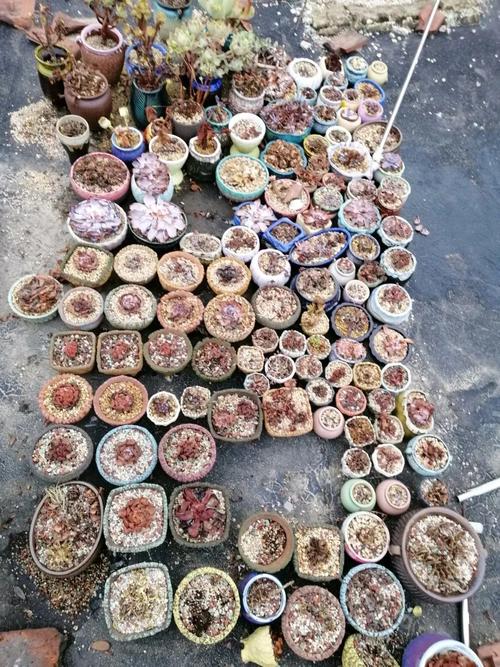 夏天过完只剩空盆了的简单介绍-第6张图片-优品飞百科