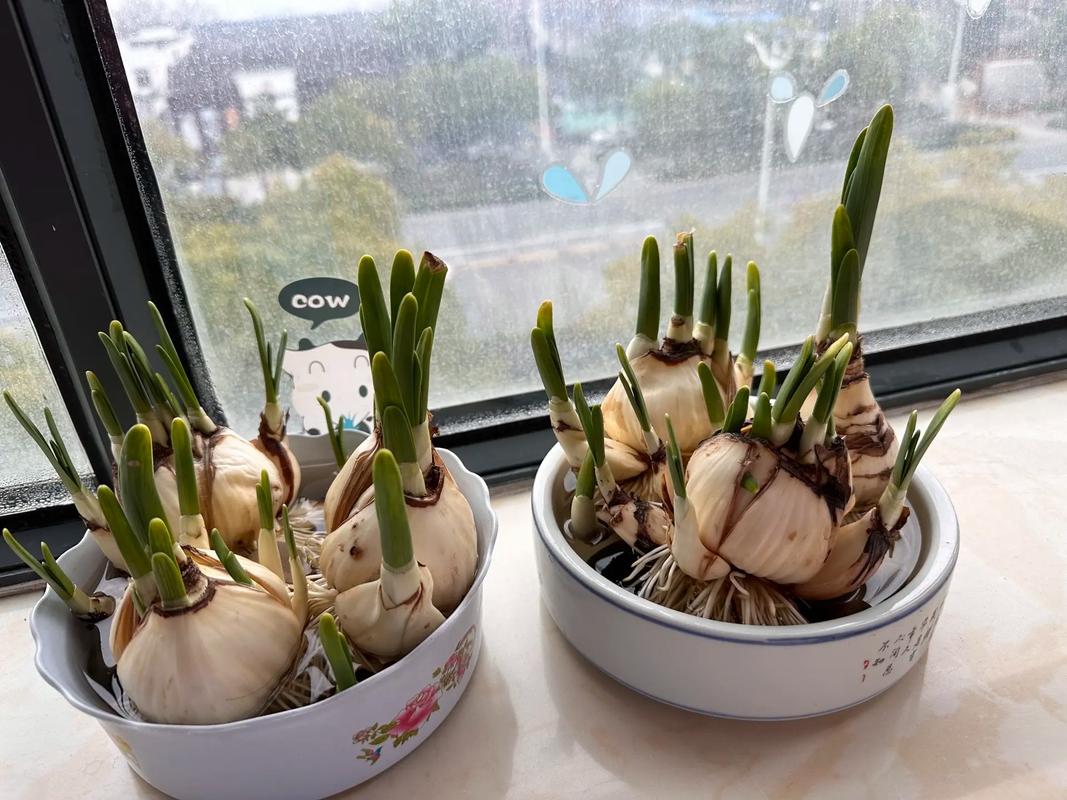 水仙怎么种植，水仙怎么种植的？