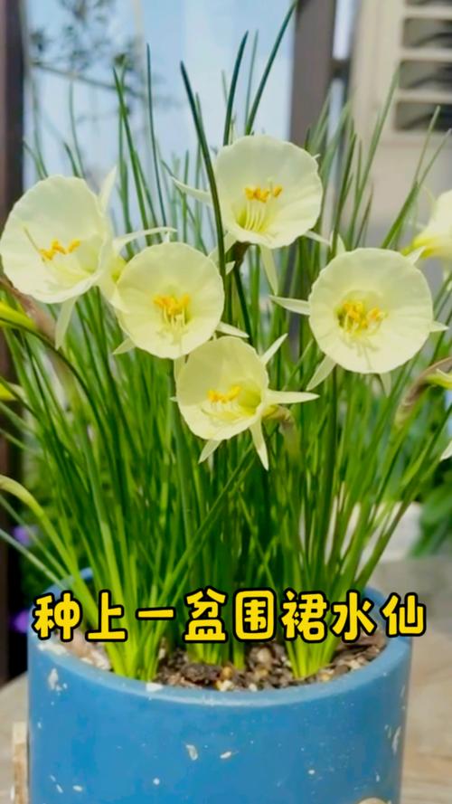 水仙怎么种植，水仙怎么种植的？-第2张图片-优品飞百科