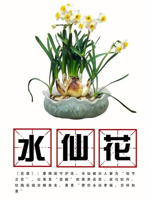 水仙怎么种植，水仙怎么种植的？-第3张图片-优品飞百科