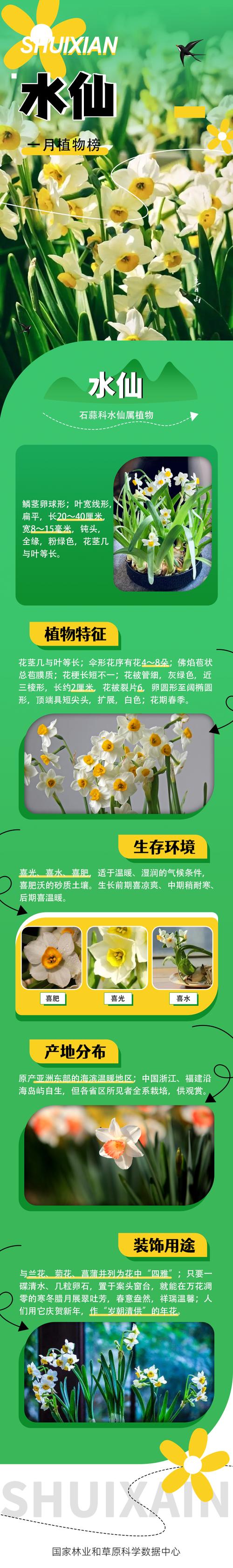 水仙怎么种植，水仙怎么种植的？-第4张图片-优品飞百科