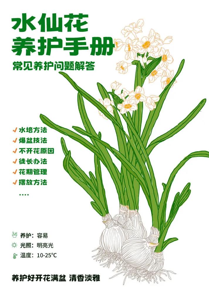 水仙怎么种植，水仙怎么种植的？-第5张图片-优品飞百科