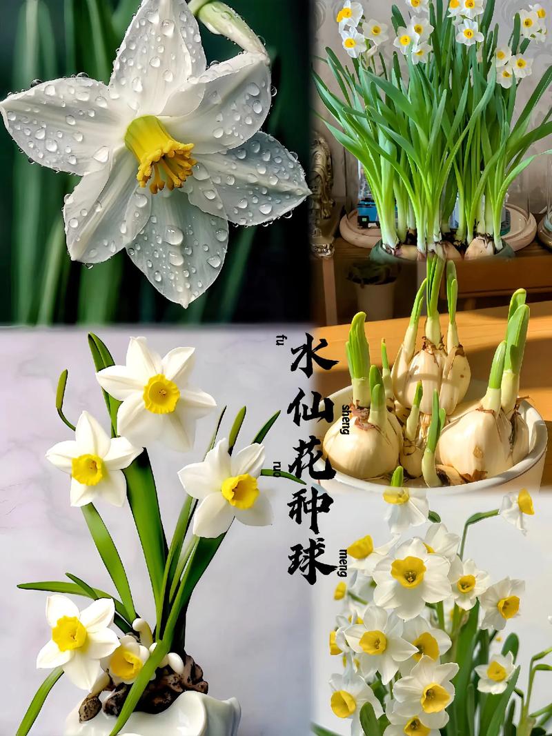 水仙怎么种植，水仙怎么种植的？-第6张图片-优品飞百科