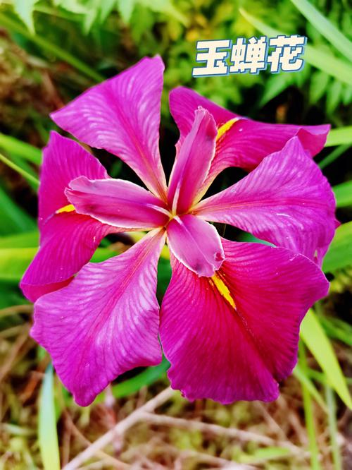 玉蝉花的种植方法,玉蝉花是水生植物吗?-第3张图片-优品飞百科 玉蝉花的种植方法,玉蝉花是水生植物吗?-第3张图片-优品飞百科