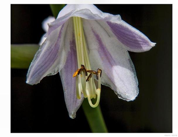 玉蝉花的种植方法,玉蝉花是水生植物吗?-第4张图片-优品飞百科 玉蝉花的种植方法,玉蝉花是水生植物吗?-第4张图片-优品飞百科