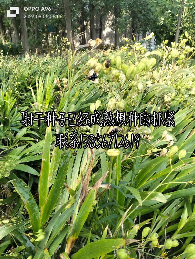 玉蝉花的种植方法,玉蝉花是水生植物吗?-第5张图片-优品飞百科 玉蝉花的种植方法,玉蝉花是水生植物吗?-第5张图片-优品飞百科