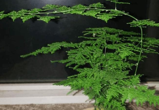 文竹怎么扦插，文竹怎么扦插条-第2张图片-优品飞百科