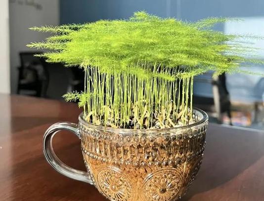 文竹怎么扦插，文竹怎么扦插条-第3张图片-优品飞百科