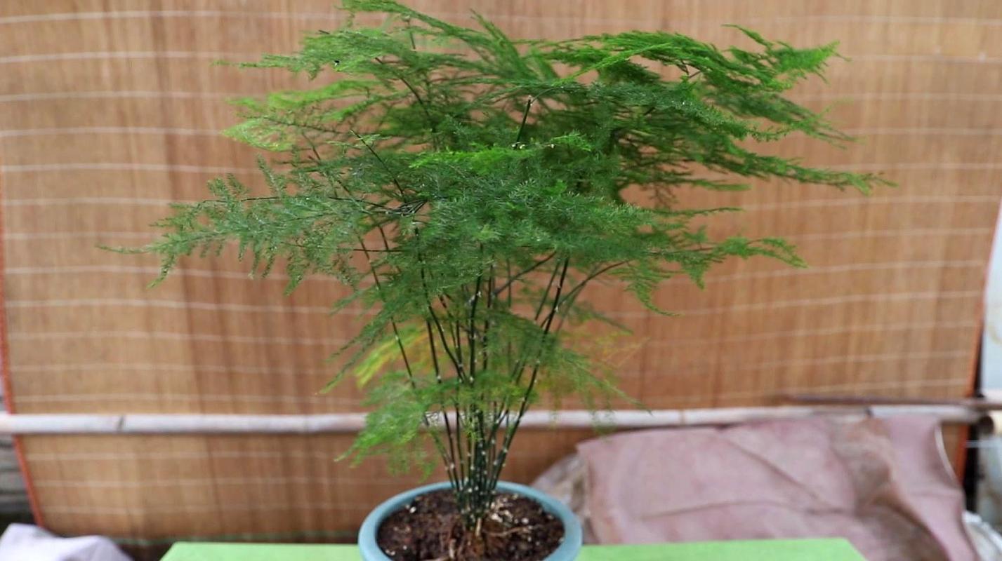 文竹怎么扦插，文竹怎么扦插条-第4张图片-优品飞百科