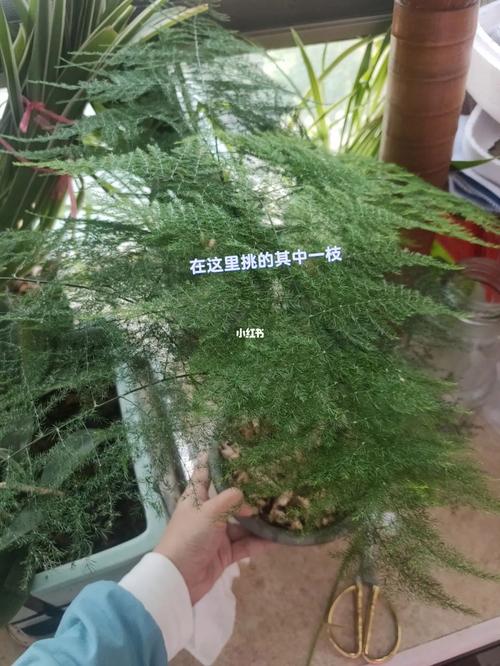 文竹怎么扦插，文竹怎么扦插条-第5张图片-优品飞百科