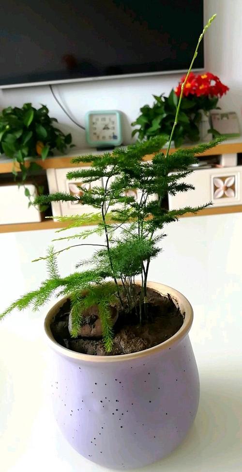 文竹怎么扦插，文竹怎么扦插条-第8张图片-优品飞百科