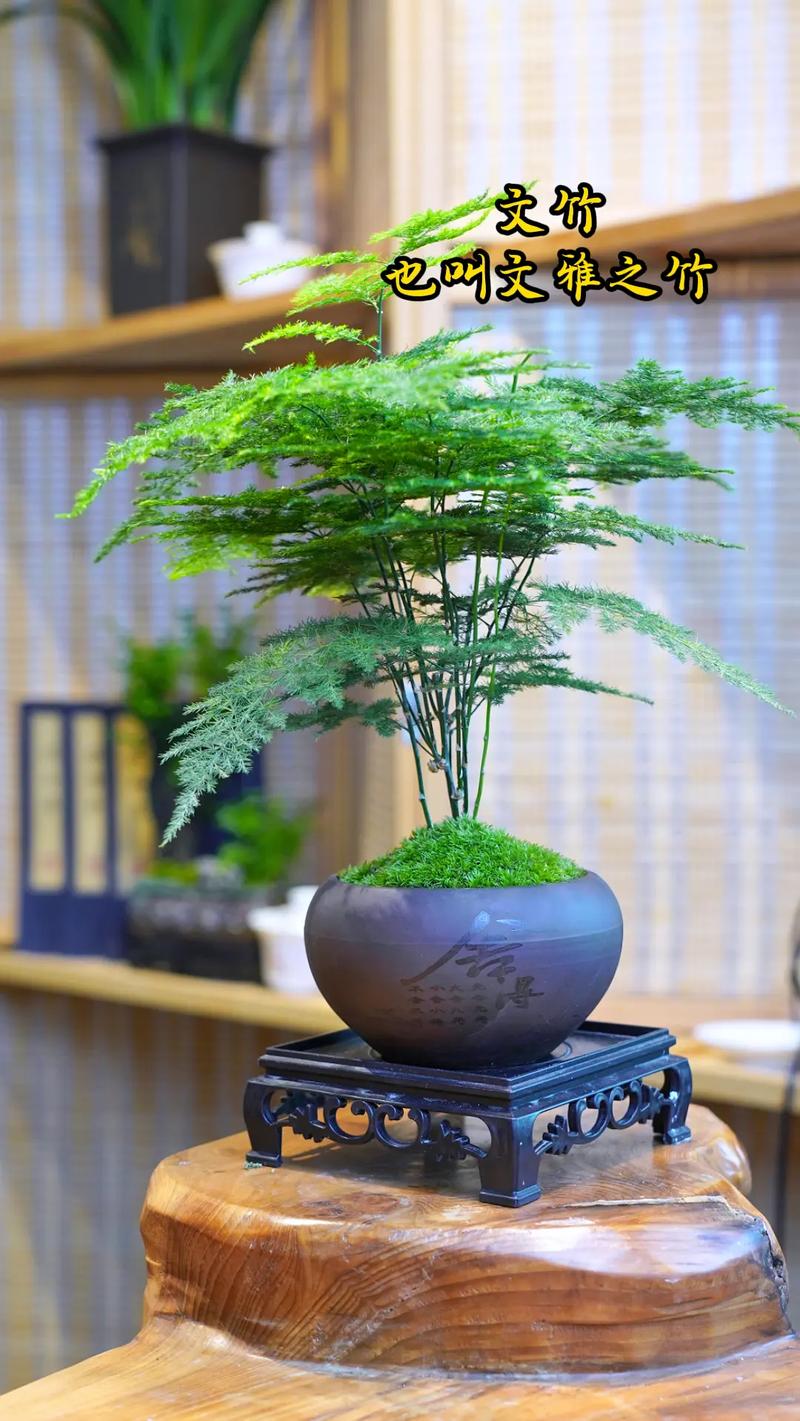 文竹怎么扦插，文竹怎么扦插条-第7张图片-优品飞百科