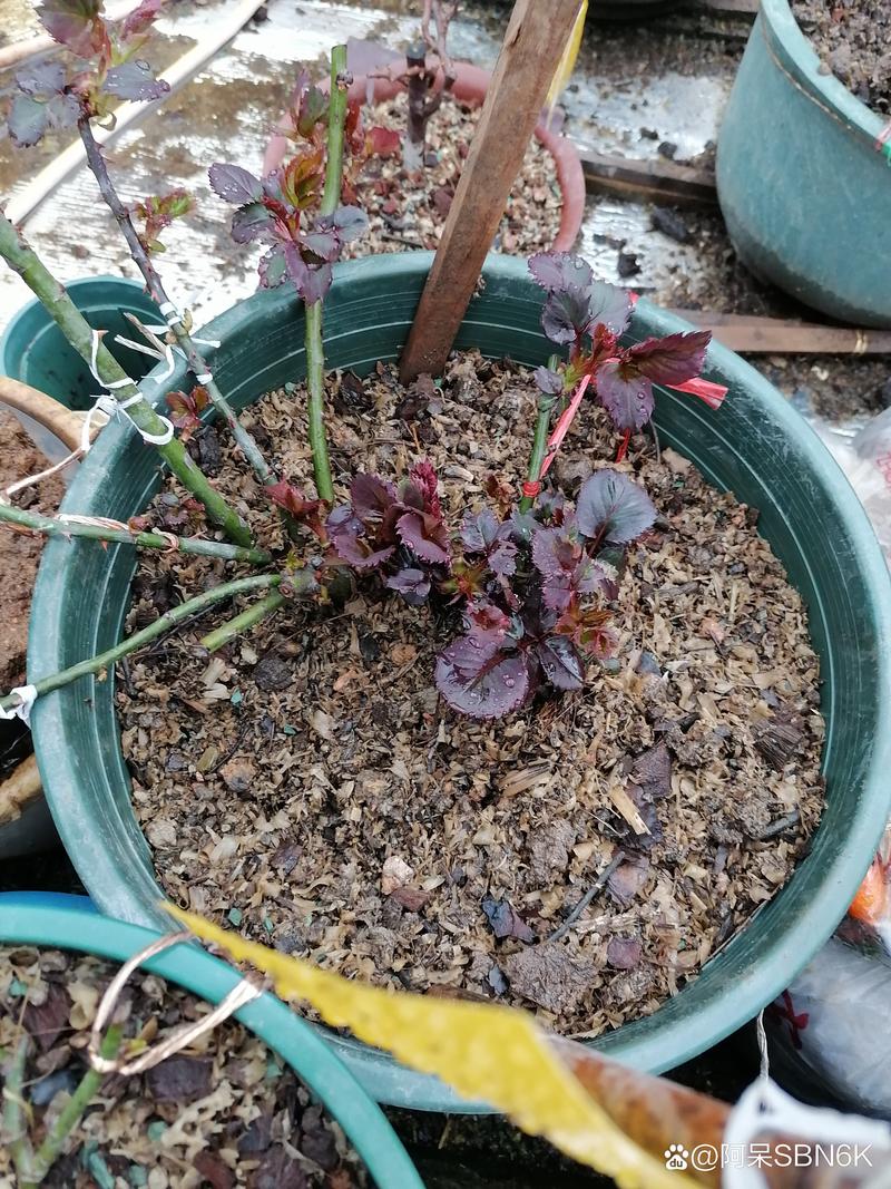 奶奶家的月季？奶奶家的院子里种了几棵牵牛花阅读答案？-第2张图片-优品飞百科