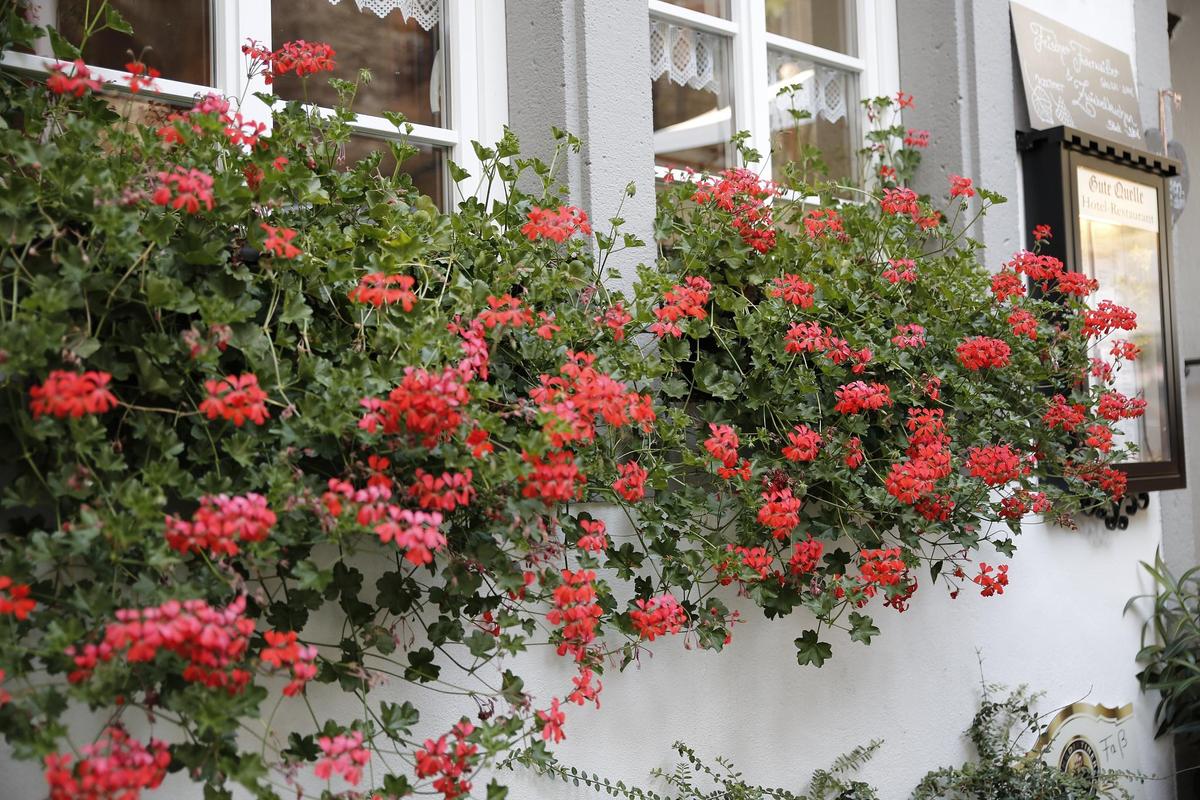 飘香藤怎样花多？飘香藤花怎么繁殖？