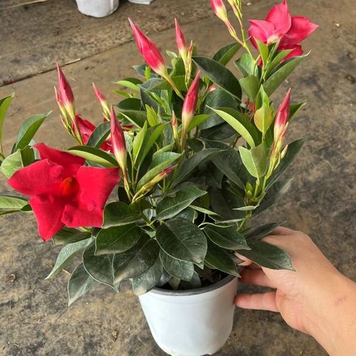 飘香藤怎样花多？飘香藤花怎么繁殖？-第2张图片-优品飞百科