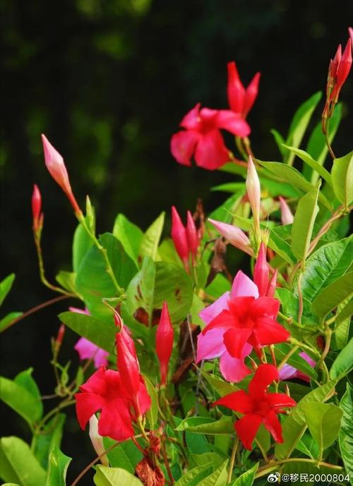 飘香藤怎样花多？飘香藤花怎么繁殖？-第3张图片-优品飞百科