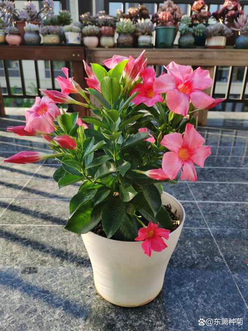 飘香藤怎样花多？飘香藤花怎么繁殖？-第4张图片-优品飞百科