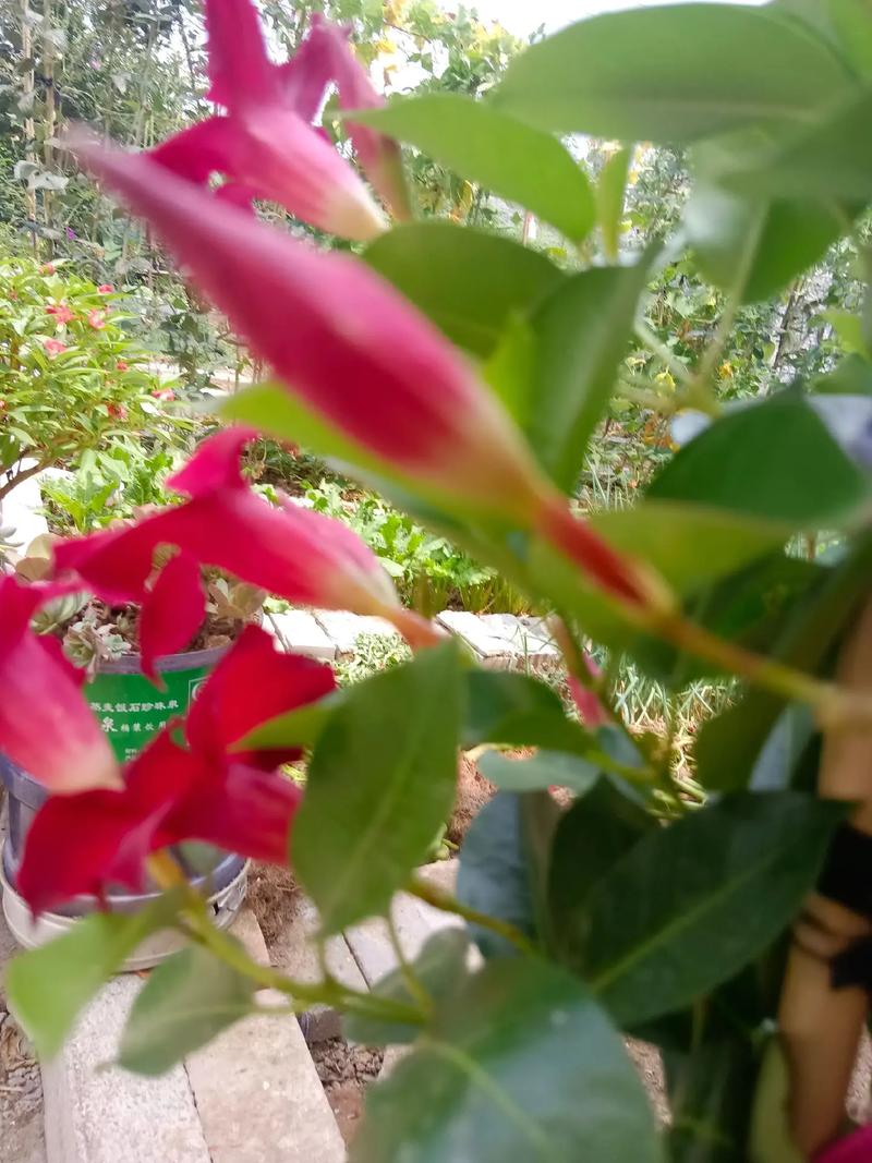 飘香藤怎样花多？飘香藤花怎么繁殖？-第5张图片-优品飞百科