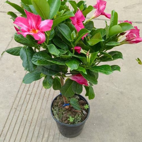 飘香藤怎样花多？飘香藤花怎么繁殖？-第6张图片-优品飞百科