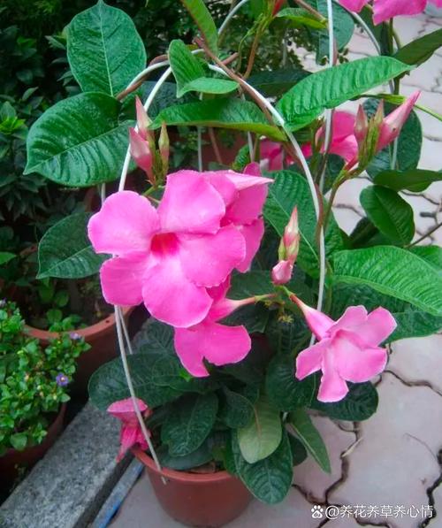 飘香藤怎样花多？飘香藤花怎么繁殖？-第7张图片-优品飞百科