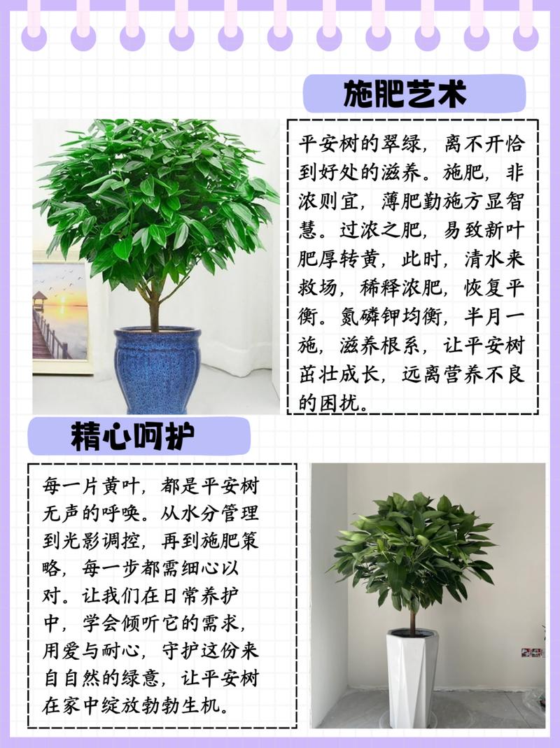 平安树叶子发黄是怎么回事？平安树叶子发黄什么原因怎么处理？