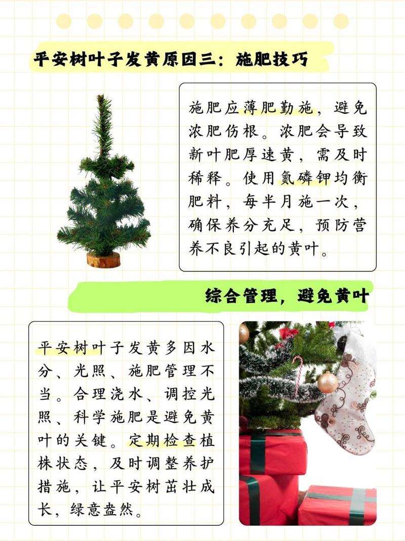 平安树叶子发黄是怎么回事？平安树叶子发黄什么原因怎么处理？-第2张图片-优品飞百科