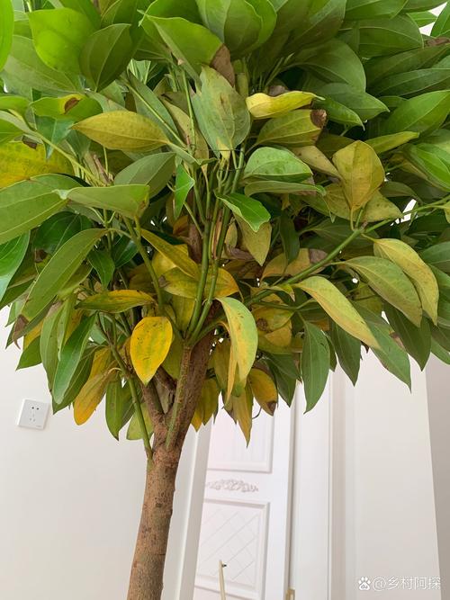 平安树叶子发黄是怎么回事？平安树叶子发黄什么原因怎么处理？-第3张图片-优品飞百科