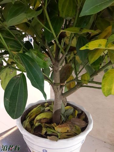 平安树叶子发黄是怎么回事？平安树叶子发黄什么原因怎么处理？-第4张图片-优品飞百科