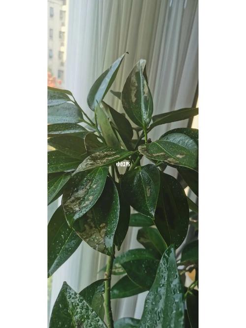 平安树叶子发黄是怎么回事？平安树叶子发黄什么原因怎么处理？-第5张图片-优品飞百科