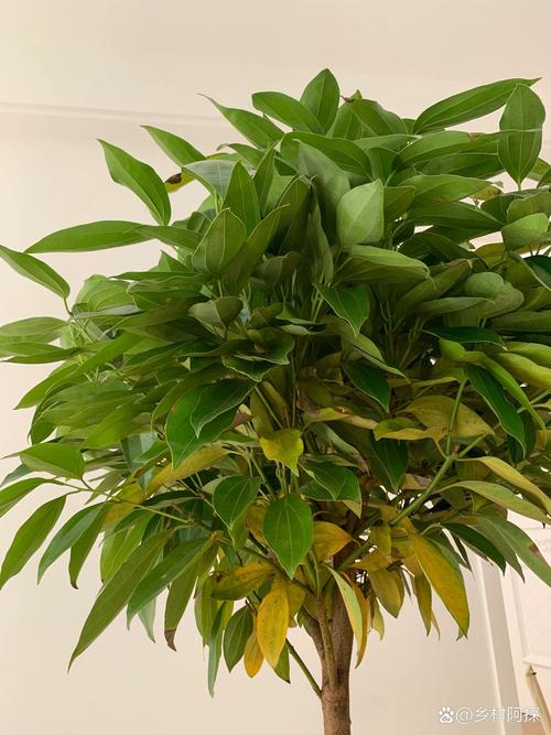 平安树叶子发黄是怎么回事？平安树叶子发黄什么原因怎么处理？-第6张图片-优品飞百科