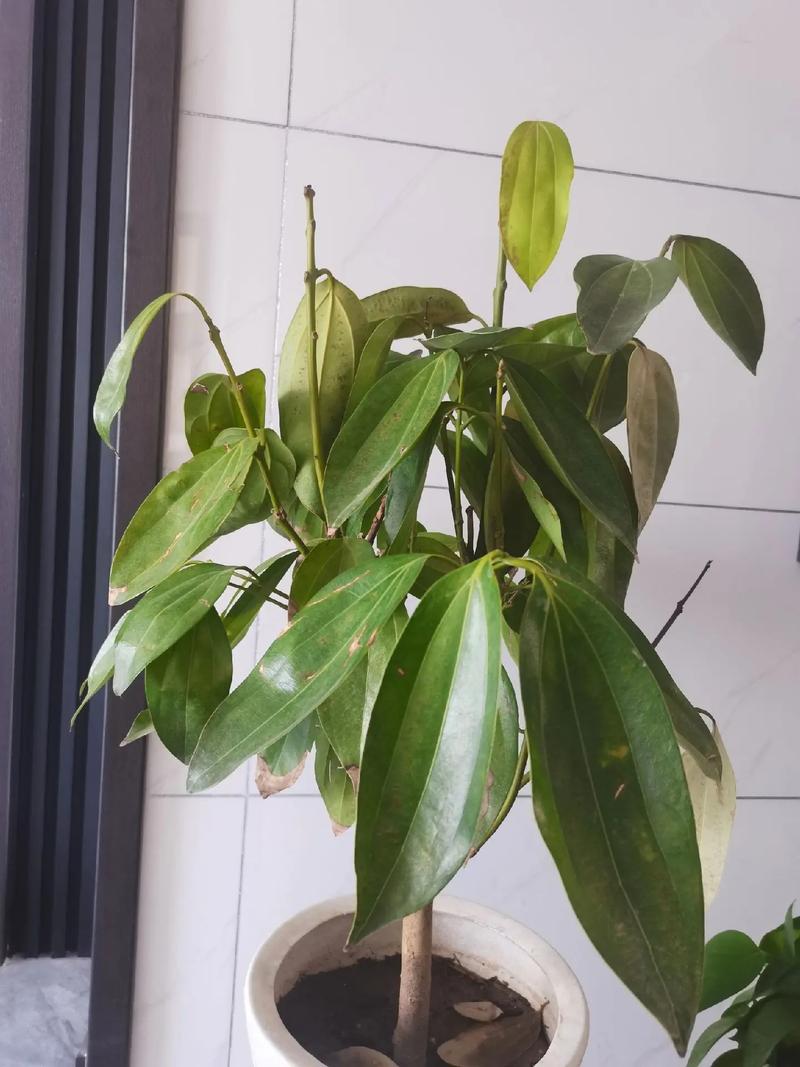 平安树叶子发黄是怎么回事？平安树叶子发黄什么原因怎么处理？-第7张图片-优品飞百科