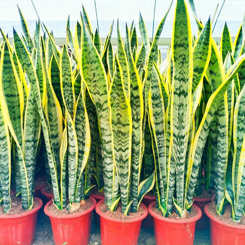 虎皮兰长得太高怎么办，虎皮兰长的太高