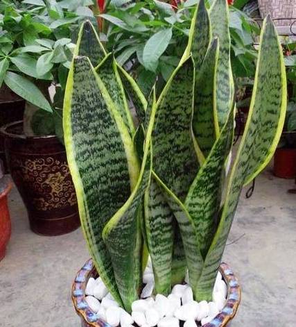 虎皮兰长得太高怎么办，虎皮兰长的太高-第2张图片-优品飞百科