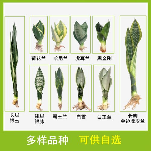 虎皮兰长得太高怎么办，虎皮兰长的太高-第3张图片-优品飞百科