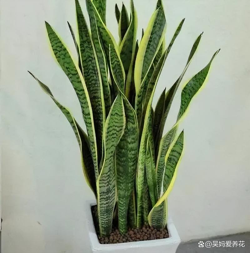 虎皮兰长得太高怎么办，虎皮兰长的太高-第5张图片-优品飞百科