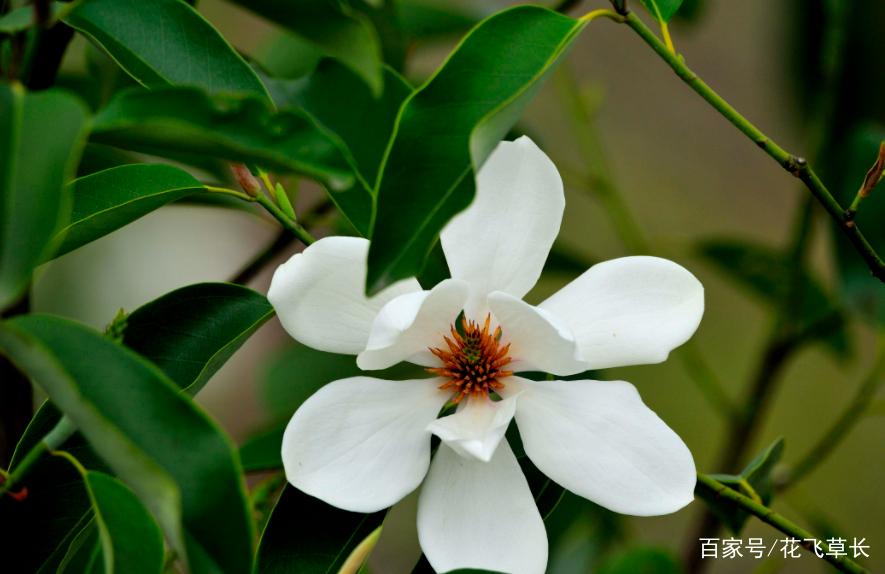 阔瓣含笑的繁殖方法，阔瓣含笑图片