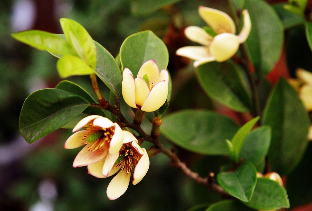 阔瓣含笑的繁殖方法，阔瓣含笑图片-第2张图片-优品飞百科