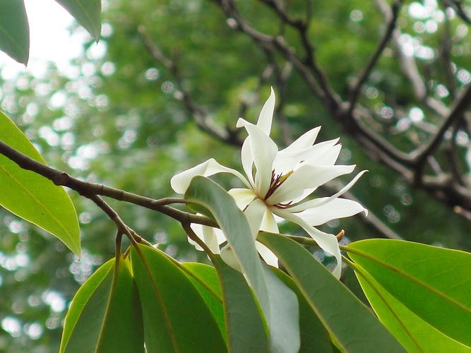 阔瓣含笑的繁殖方法，阔瓣含笑图片-第3张图片-优品飞百科