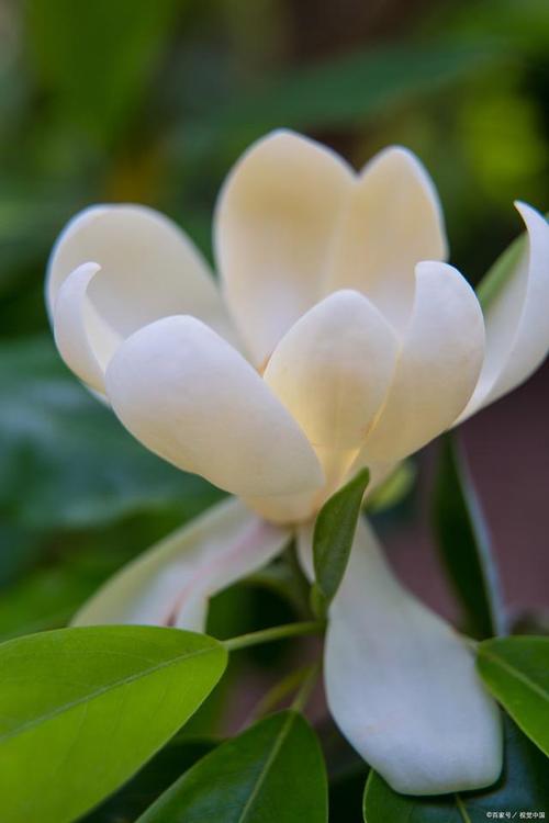 阔瓣含笑的繁殖方法，阔瓣含笑图片-第4张图片-优品飞百科