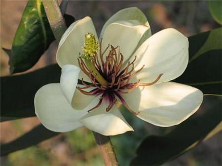 阔瓣含笑的繁殖方法，阔瓣含笑图片-第5张图片-优品飞百科