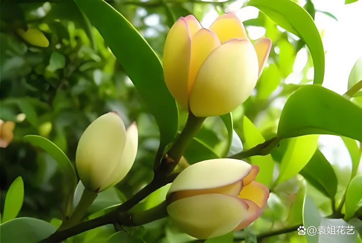 阔瓣含笑的繁殖方法，阔瓣含笑图片-第6张图片-优品飞百科