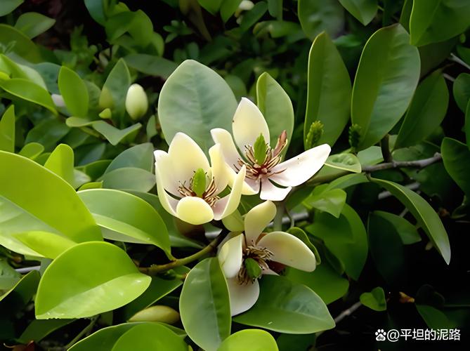 阔瓣含笑的繁殖方法，阔瓣含笑图片-第7张图片-优品飞百科