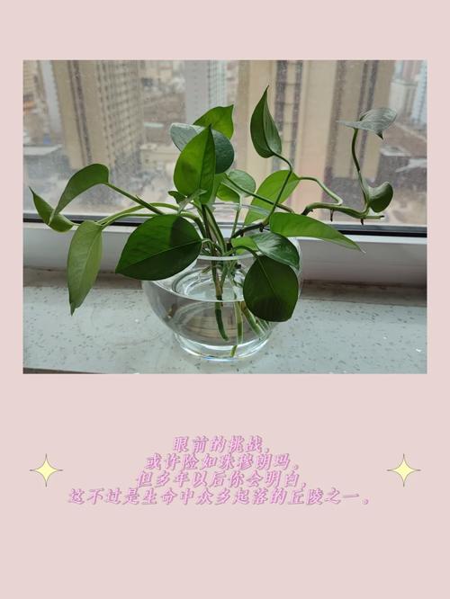 绿萝怎么剪枝然后水养，绿萝怎么剪枝水培图解