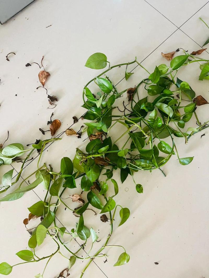 绿萝怎么剪枝然后水养,绿萝怎么剪枝水培图解-第4张图片-优品飞百科 绿萝怎么剪枝然后水养,绿萝怎么剪枝水培图解-第4张图片-优品飞百科