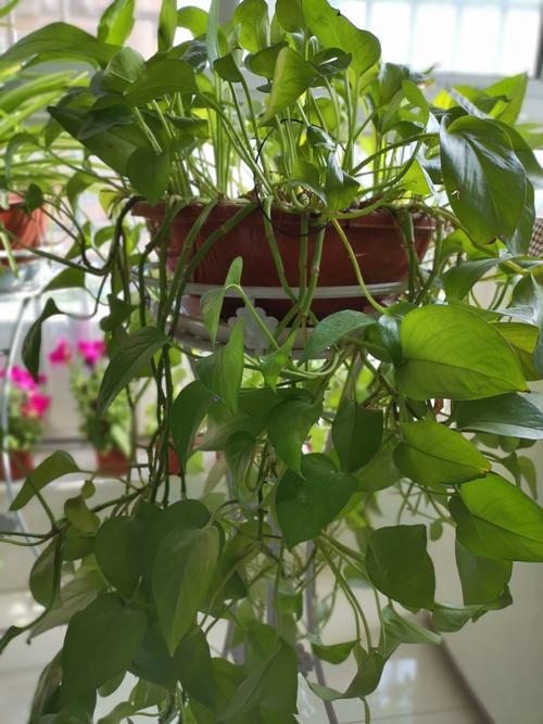 绿萝怎么剪枝然后水养,绿萝怎么剪枝水培图解-第5张图片-优品飞百科 绿萝怎么剪枝然后水养,绿萝怎么剪枝水培图解-第5张图片-优品飞百科