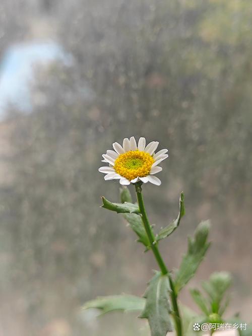 白晶菊怎么种，白晶菊怎么种植和管理